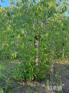 18公分垂枝樱花