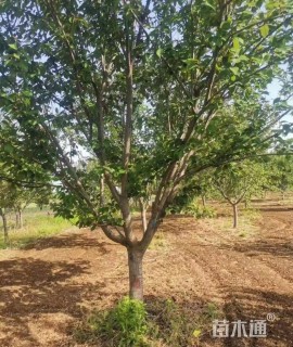 15公分日本晚樱