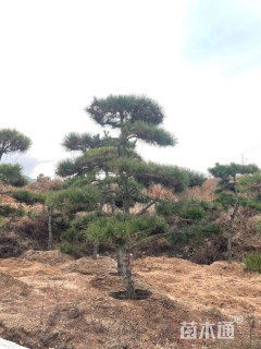 21公分造型油松