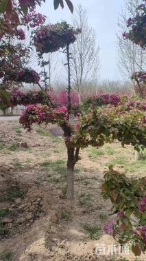 15公分造型海棠