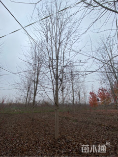 15公分美国红枫