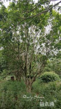 20公分多杆四季桂