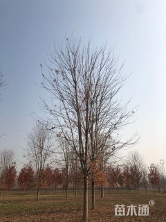 高度1000厘米丛生美国红枫