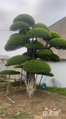 40公分对节白蜡