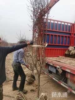 高度180厘米朱砂梅