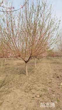 10公分绿叶碧桃