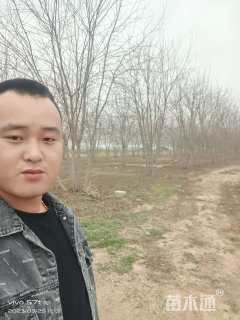 高度7厘米丛生银白槭