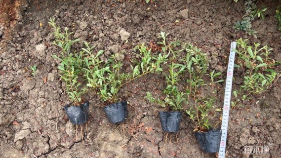 高度20厘米小丑火棘