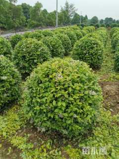 冠幅80厘米金森女贞球