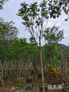 20公分凤凰木