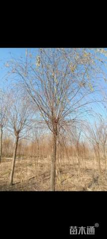 13公分柳树
