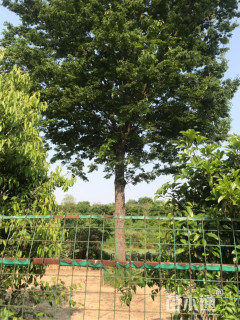 55公分榉树