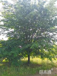 22公分染井吉野樱