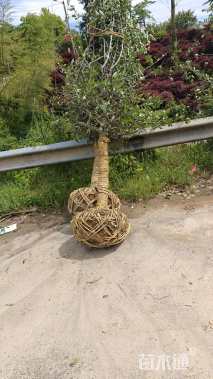 15公分垂丝海棠