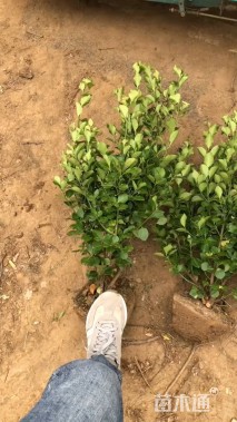 冠幅60厘米卫矛球