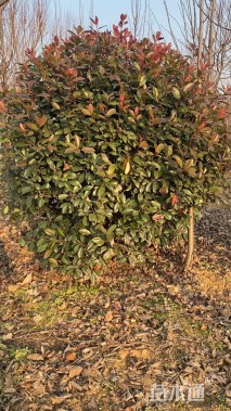 冠幅180厘米红叶石楠球