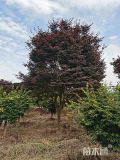 20公分中国红枫