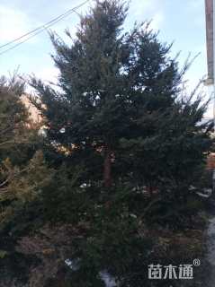 30公分暴马丁香