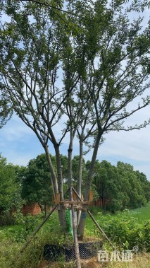 60公分多杆朴树