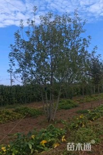 高度900厘米丛生金叶白蜡