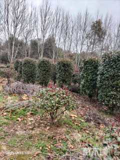 高度150厘米红叶石楠柱