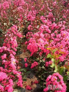 高度30厘米美国紫薇