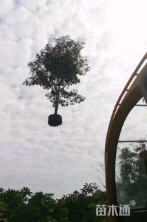 18公分紫花风铃木