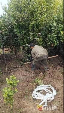 高度300厘米含笑