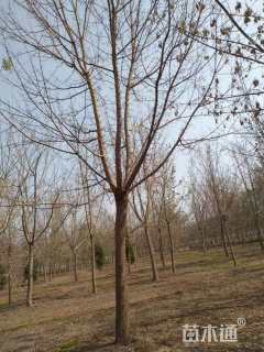 18公分绿叶复叶槭