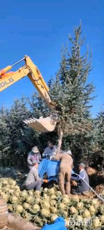 高度520厘米青海云杉