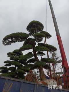 30公分日本罗汉松