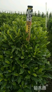 高度16厘米非洲茉莉