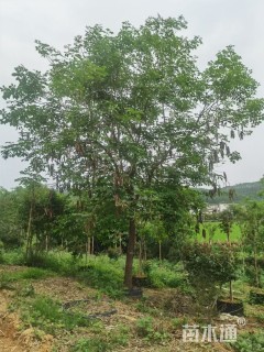 15公分黄花风铃木