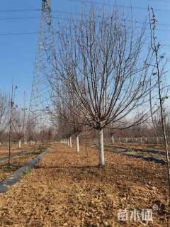 14公分绚丽海棠