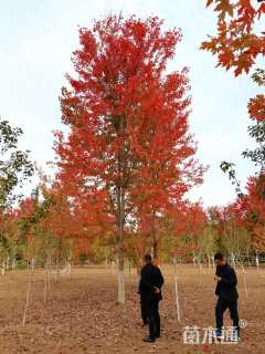 22公分美国红枫