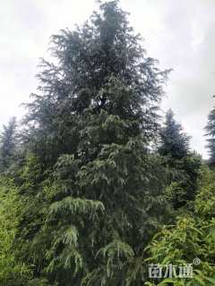 高度600厘米雪松