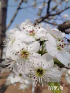 10公分彩叶豆梨