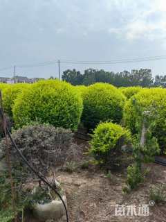 冠幅120厘米金冠女贞球