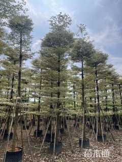 15公分锦叶榄仁