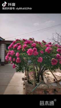 高度1.5厘米紫斑牡丹