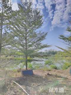 10公分小叶榄仁