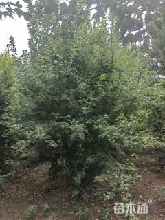 高度600厘米丛生三角枫