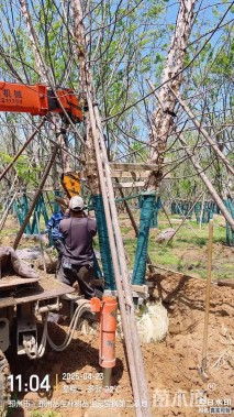 高度900厘米丛生河桦