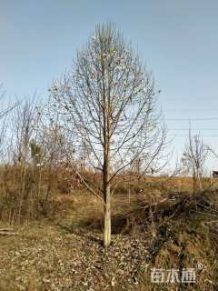 22公分二乔玉兰