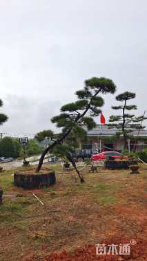 12公分造型黑松