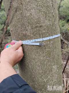 70公分(3杆)丛生朴树