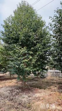 12公分乐昌含笑