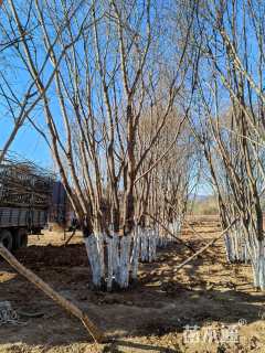 高度800厘米丛生五角枫