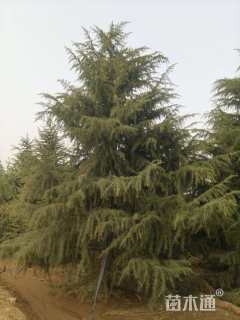 高度800厘米雪松