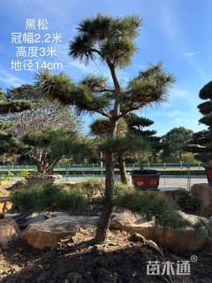 高度300厘米黑松